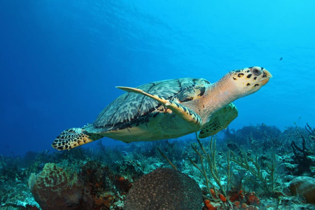 Hawksbill Turtle