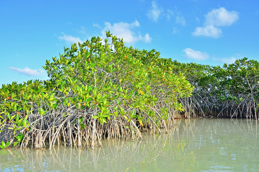 Vacancy Rewards Cancun's Ecotourism Hidden Gems