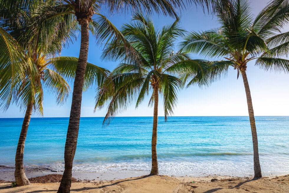 Vacancy Rewards Reviews connects Jamaica's vibrant food culture with the island's tropical vacation setting.